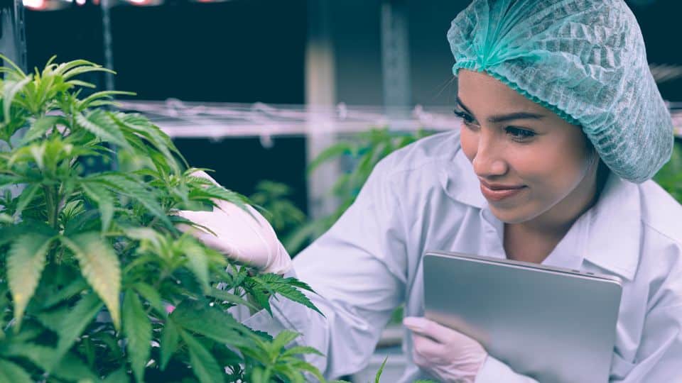 מה היא השפעת שמן ה-CBD?