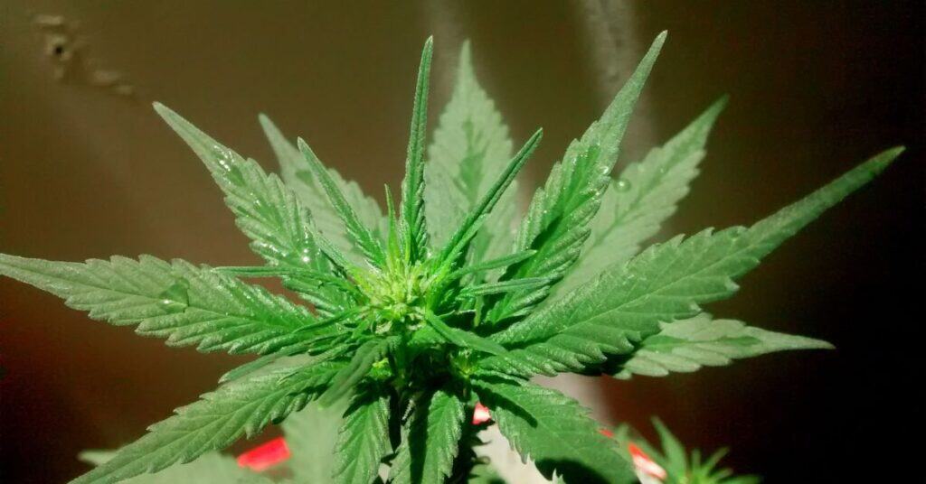 במה שונה מולקולת CBD מ-THC וכיצד זה משפיע על המטופל?